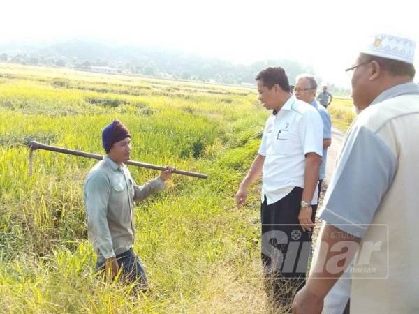 Muhd Subuhi (kanan) dan Mazlan (dua kanan) ketika meninjau kerosakan padi di sekitar PPK Kuala Muda Selatan, kelmarin.
