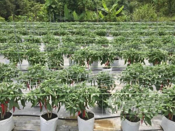 Tanaman cili dibelakang kediaman Siti Sara.