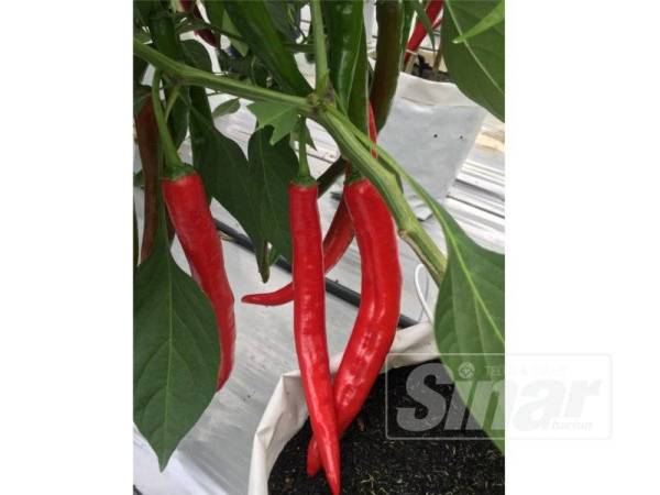 Cili yang ditanam Siti Sara.