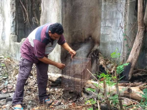 Nakul menunjukkan perangkap yang dipasang penduduk sebagai langkah keselamatan tambahan.