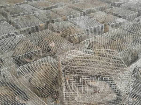 90 ekor musang ditemukan di dalam sangkar dipercayai untuk diseludup ke negara jiran melalui jalan laut.