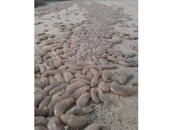 Bronok ditemukan dengan banyak mungkin disebabkan oleh arus dan ombak kuat yang membawanya ke persisiran pantai. 