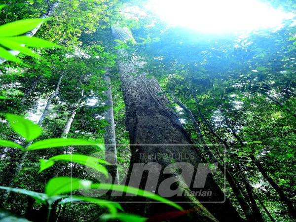 ANTARA pokok tertinggi di dunia di Taman Bukit Bakau.
