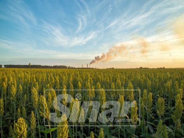 SEKOI tumbuh subur di kawasan tropika dan subtropika seperti di kawasan benua Afrika.