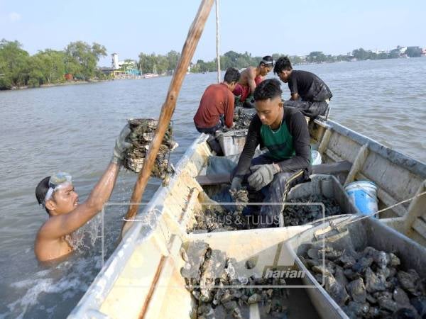 PENYELAM tiram, Muhammad Syaifuddin Mohd Saad (kiri) mengaut hasil tiram setelah menyelam didasar sungai Muar baru-baru ini.
