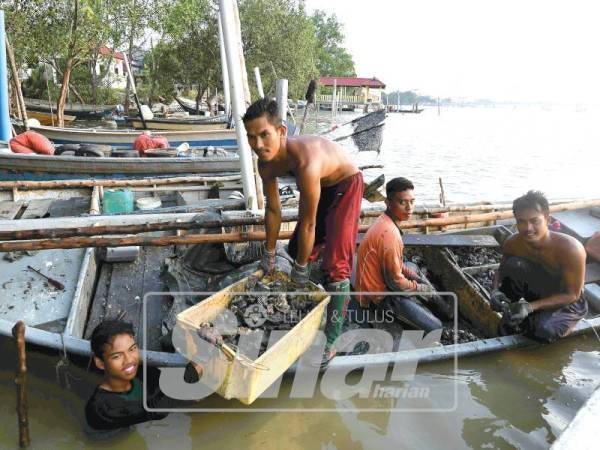 TRADISI mengutip tiram ini kemungkinan akan lenyap kerana suatu ketika dulu terdapat kira-kira 100 penyelam sekitar Muar tetapi kini hanya 10 nelayan yang meneruskan usaha tradisi itu.