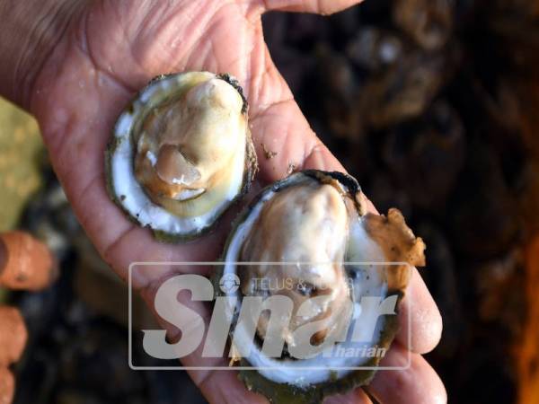 SUNGAI Muar kaya dengan hidupan tiram.