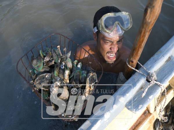 MUHAMMAD Syaifuddin Mohd Saad membawa naik hasil tiram dari dasar sungai Muar.