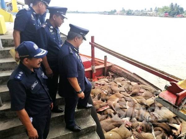 Mohd Rakbi (depan) melihat bahagian babi hutan di dalam bot ikan yang dirampas.