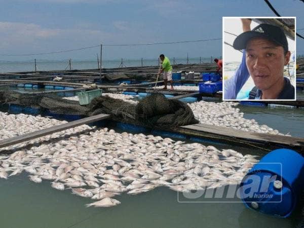 Hampir 800 tan metrik ikan pelbagai spesies dari 24 kolam penternakan ikan sangkar di perairan Tanjung Piandang, Parit Buntar mati sejak Isnin lalu. (Gambar kecil, Yoong Qin)