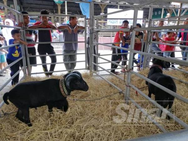 Biri-biri Nik Amir jadi tumpuan pengunjung.
