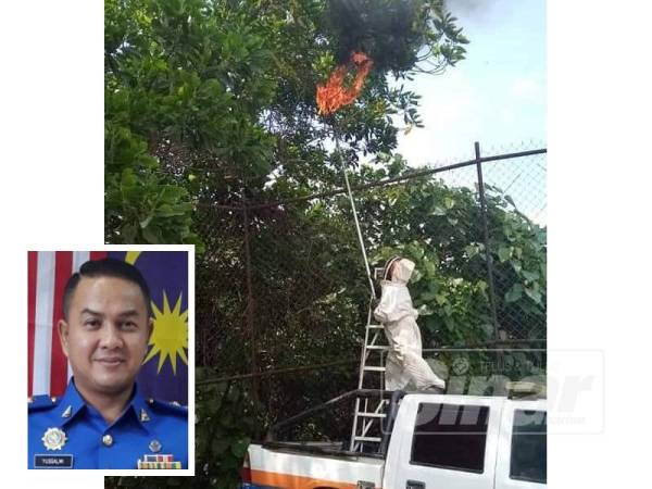 Anggota APM membuang sarang tebuan di kawasan kebun penduduk. (Gambar kecil: Yussalmi)