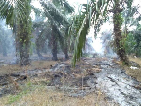 Sebahagian tanah gambut tanaman kelapa sawit terbakar dalam kejadian di Raja Muda Bestari Jaya