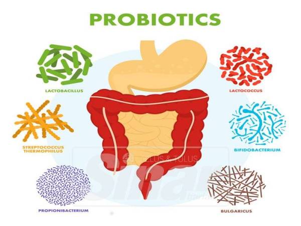 GAMBARAN menunjukkan sistem pencernaan dipenuhi dengan kuman probiotik.