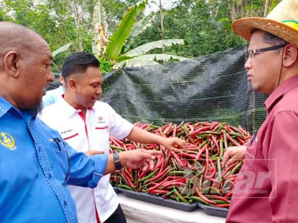 Mohd Helmy (tengah) melihat cili yang sedia untuk dipasarkan.