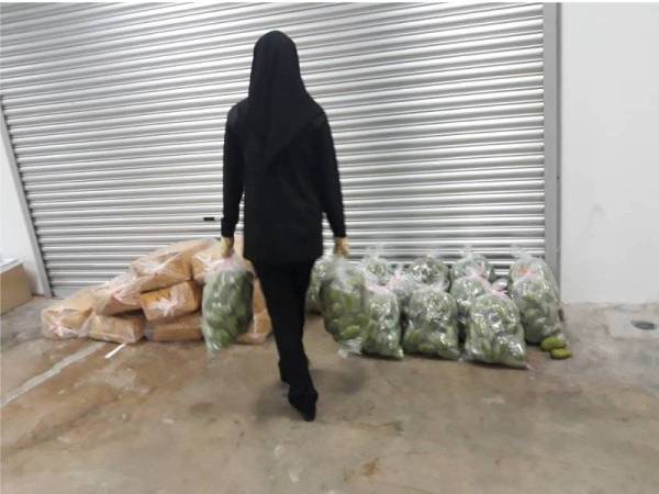 Maqis Kedah merampas buah mangga dan halia yang cuba dibawa masuk ke negara ini tanpa permit import dan sijil fitosanitasi malam kelmarin.
