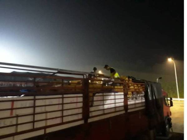 Maqis Kedah merampas buah mangga dan halia yang cuba dibawa masuk ke negara ini tanpa permit import dan sijil fitosanitasi malam kelmarin.