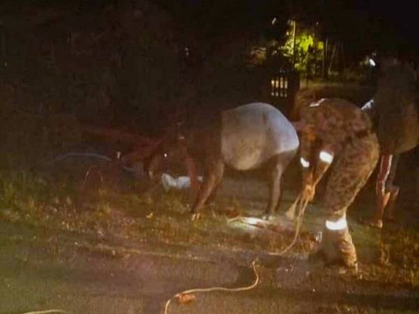 Tapir yang diselamatkan cuba meloloskan diri dan lari namun ditemui semula dalam keadaan lemah. Foto: facebook Hilmi Harun