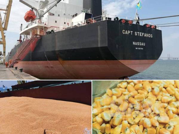 Bijiran jagung yang dibawa menggunakan kapal kargo dan ditahan di pintu masuk Pelabuhan Dermaga Air Dalam (DAD).