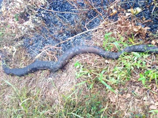 Bangkai ular sawa sepanjang 3 meter ditemui dalam operasi kebakaran tanah gambut di Kampung Matang Merbau semalam.