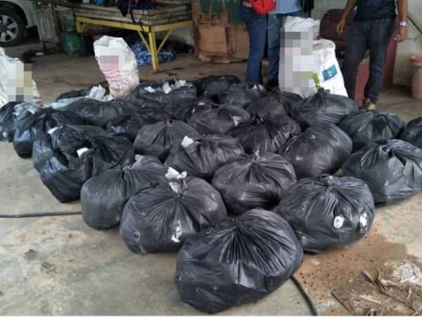 Antara rampasan daun ketum yang dibuat PGA dalam operasi Op Wawasan di sekitar daerah di Perlis baru-baru ini.