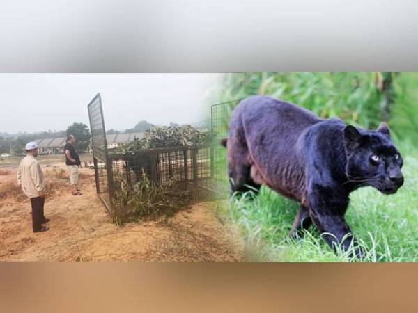 Ghazali (kiri) meninjau perangkap harimau kumbang yang dipasang Perhilitan. Foto: IMITS Bukit Besi