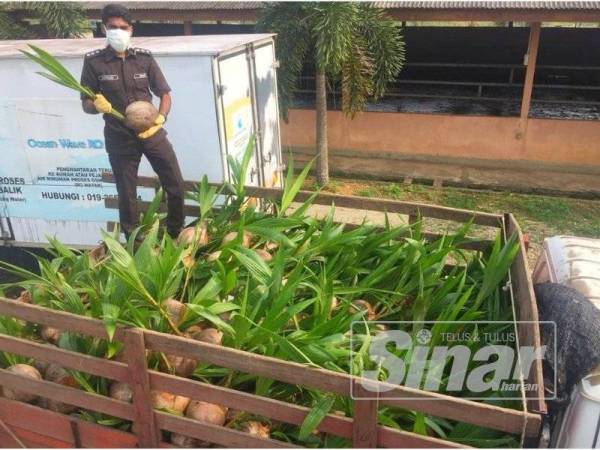 Anggota Maqis menunjukkan anak pokok kelapa yang berjaya dirampas PGA Batalion 7.