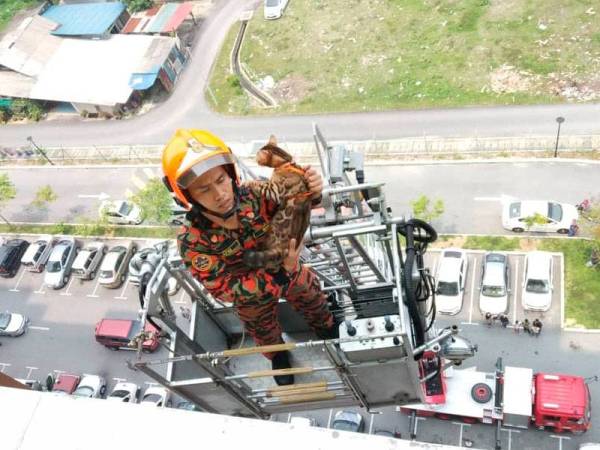 Anggota bomba bertugas sedang berusaha membawa 'Kumo' turun selepas tersangkut di balkoni tingkat 10 PPR Padang Hiliran di sini pagi tadi. -Foto Bomba Kuala Terengganu