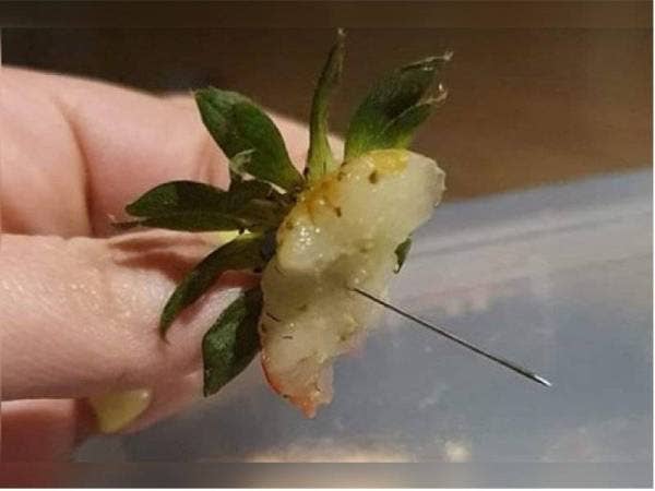 Seorang wanita di Melbourne terpaksa dikejarkan ke hospital selepas memakan strawberi mengandungi jarum. Foto Lorelle Wilson