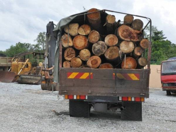 Lori yang dikesan membawa keluar kayu balak dari Sik, Kedah. - Foto Jabatan Perhutanan