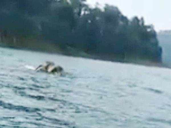 Rakaman gajah yang tular di media sosial sejak dimuat naik Sabtu lalu.