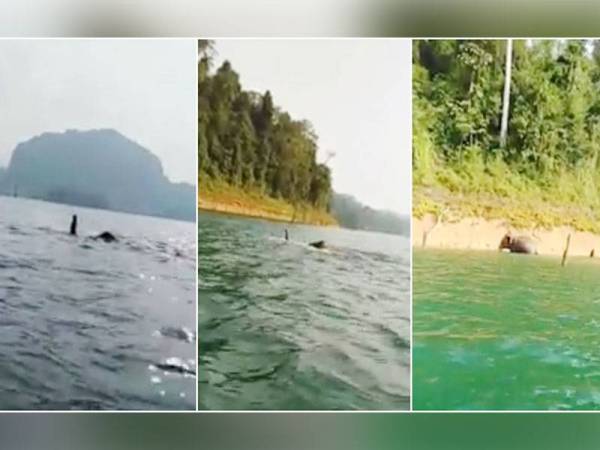 Aksi gajah berenang di Tasik Kenyir berjaya dirakam Mohd Suwardi Muhamad Azmi.