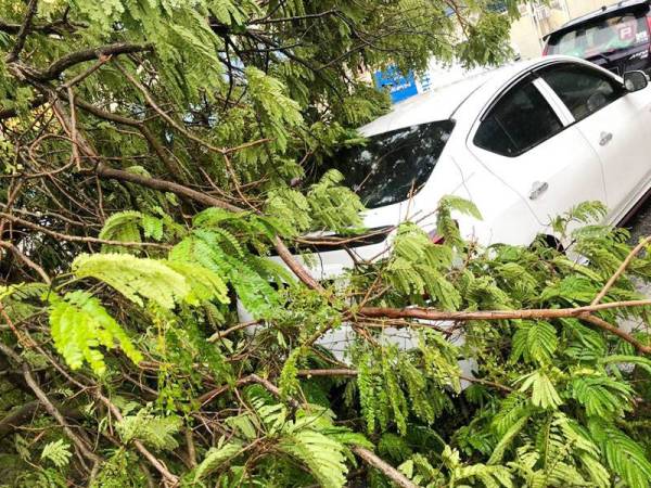 Sebuah kereta ditimpa pokok besar di Taman Sri Pinang dalam kejadian ribut tadi.