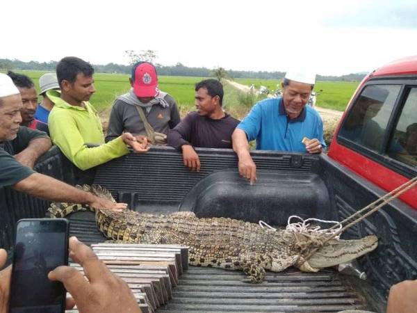 Penduduk mengambil kesempatan memegang sang bedal berkenaan yang ditangkap untuk diserahkan kepada Perhilitan. FOTO: IHSAN PEMBACA