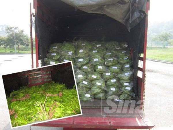 Maqis Kedah gagalkan cubaan bawa masuk petai secara tidak sah. Gambar kecil, Kira-kira 1,000kg petai dirampas Maqis Kedah dalam pemeriksaan di Kompleks ICQS Durian Burung baru-baru ini.
