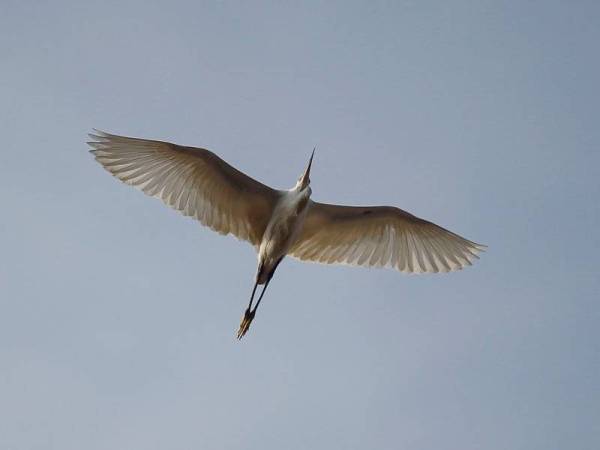 Rakaman gambar burung Bangau Putih yang sedang terbang berlatar belakangkan pemandangan langit cerah tanpa jerebu ketika tinjauan foto Bernama hari ini.