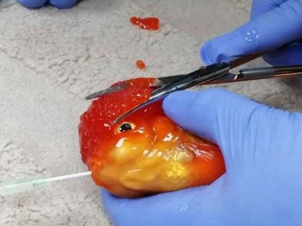 Bubble menjalani pembedahan bagi membuang ketumbuhan di kepalanya yang merupakan lebihan kulit dikenali sebagai 'wen' atau 'hood'. - Foto walesonline.co.uk