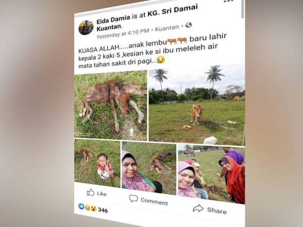 Tular mengenai anak lembu yang dilahirkan aneh.