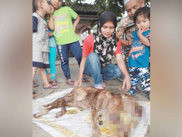 Anak lembu jantan berkepala dua dan berkaki lima yang menjadi perhatian penduduk untuk melihatnya.