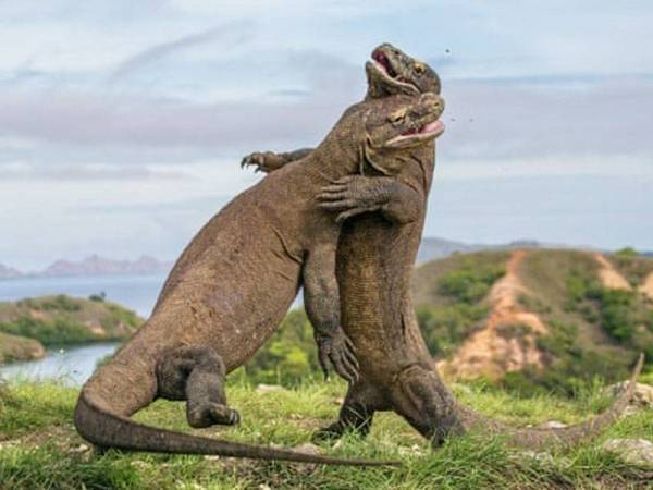 Terdapat 1,727 biawak komodo hidup di pulau itu, yang merupakan tapak warisan dunia (Unesco). - Foto AGENSI