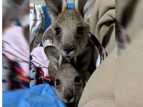 Dua ekor anak kanggaru yang diselamatkan susulan insiden tragik seorang remaja Australia merempuh 20 ekor kanggaru hingga mati.- Foto: AFP