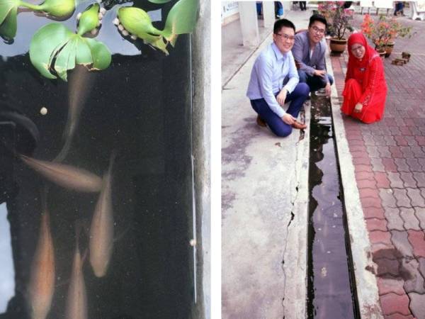 Kah Woh (kiri) bersama Norehan melihat longkang yang dibela dengan ikan tilapia merah di SMK Pinji hari ini.