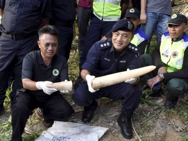 Peter Umbuas (duduk, dua dari kiri) menunjukkan gading gajah yang di tanam di kebun pisang milik koperasi peneroka FELDA Umas hari ini. - Foto Bernama
