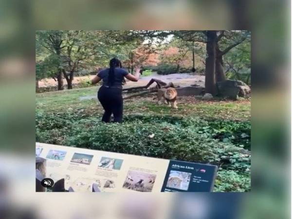 Wanita itu berdiri hanya beberapa kaki daripada haiwan pemangsa itu sambil menari dan melambaikan tangannya.