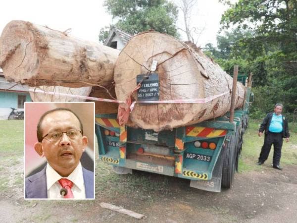 Pegawai Hutan Kanan, Mohd Yusof Othman memeriksa lori yang membawa muatan balak jenis keruing yang dicuri di Hutan Simpan Ibam berjaya ditahan di Jalan Felda Palong 5, Negeri Sembilan. - Foto :Jabatan Perhutanan Pahang
Gambar kecil: Mohd Hizamri.