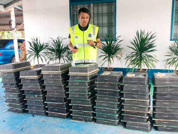 Antara rampasan raga dan burung murai yang cuba diseludup keluar ke Indonesia.