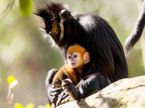 Anak monyet spesies Francois' Langur dengan bulu berwarna jingga dilahirkan di zoo Taronga di Sydney namun belum diberi nama. FOTO AFP