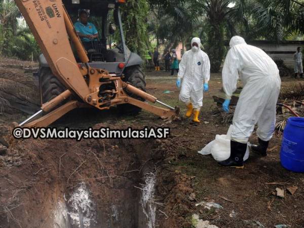 Latihan simulasi yang dijalankan oleh DVS sebagai langkah pencegahan bagi mengawal penularan virus ASF jika berlaku di negara ini.