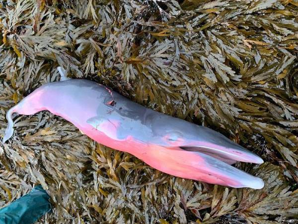 Anak ikan paus yang mati. - Foto SMASS
