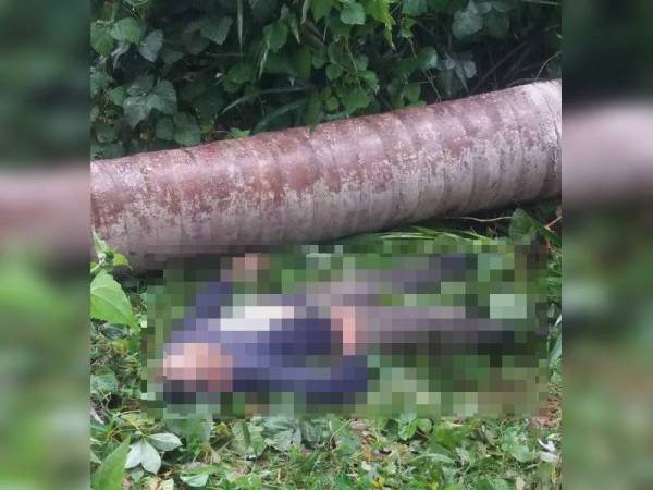 Mangsa maut di tempat kejadian selepas dihempap pokok rumbia di Kampung Tok Salam, Kubang Kenyeng, Naka petang semalam.